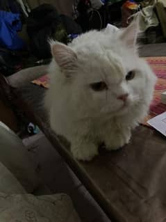 White Persian Male Cat Available for Stud Services