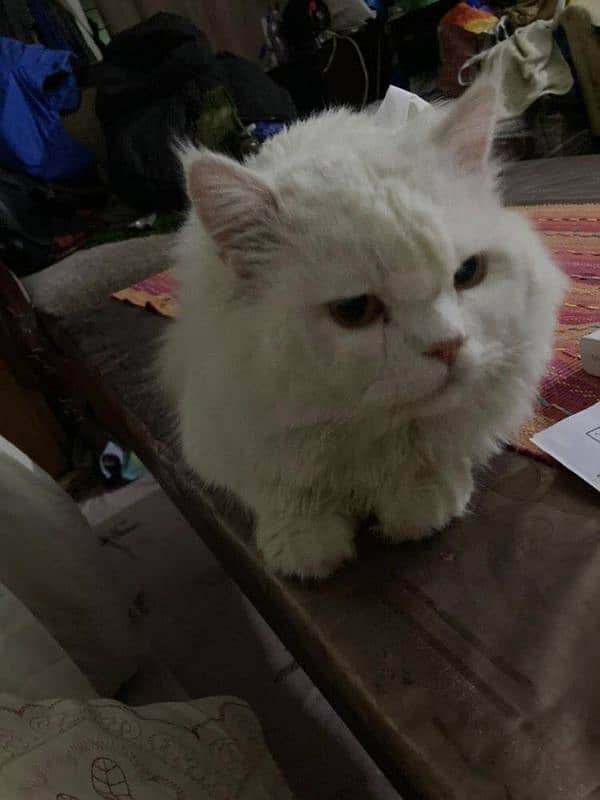 White Persian Male Cat Available for Stud Services 03051362951 (wtsp) 0