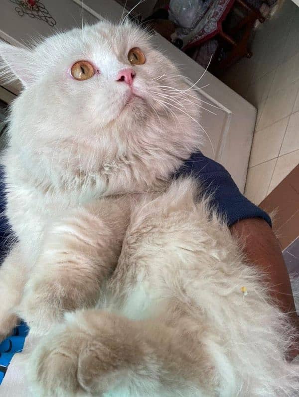 White Persian Male Cat Available for Stud Services 03051362951 (wtsp) 1