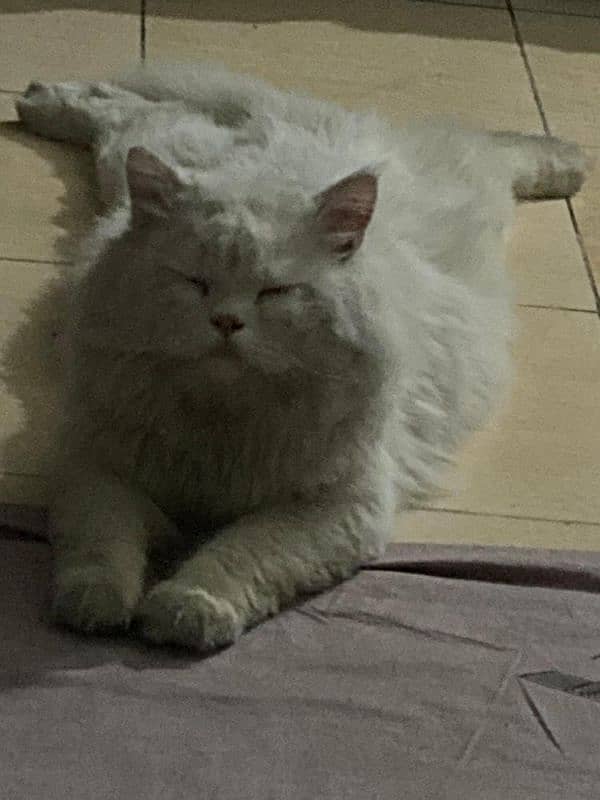 White Persian Male Cat Available for Stud Services 03051362951 (wtsp) 3