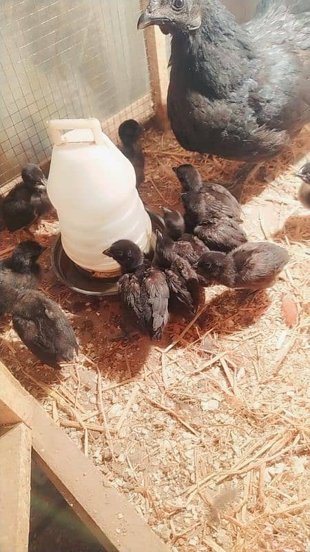 Ayam cemani grey tongue chicks 0