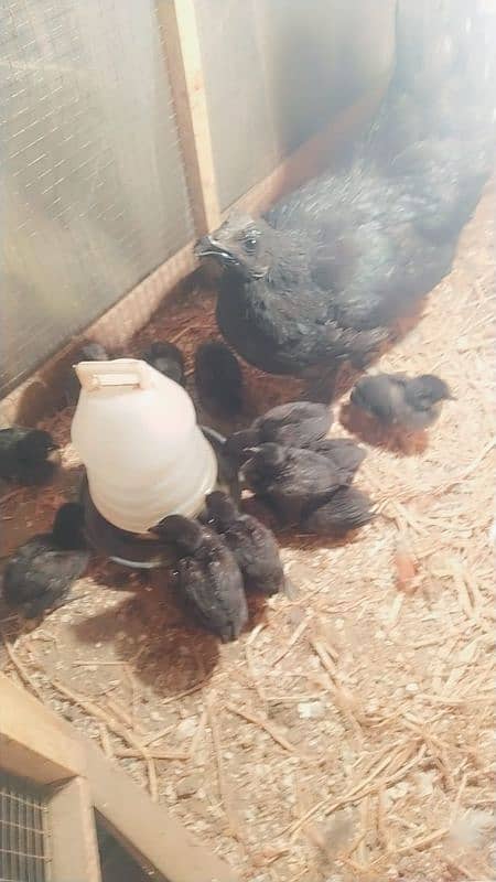 Ayam cemani grey tongue chicks 1