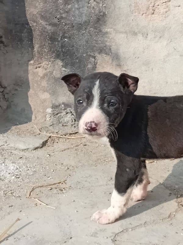 bultier pair black male white female age 15 days 0