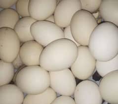 pure vaitnam eggs