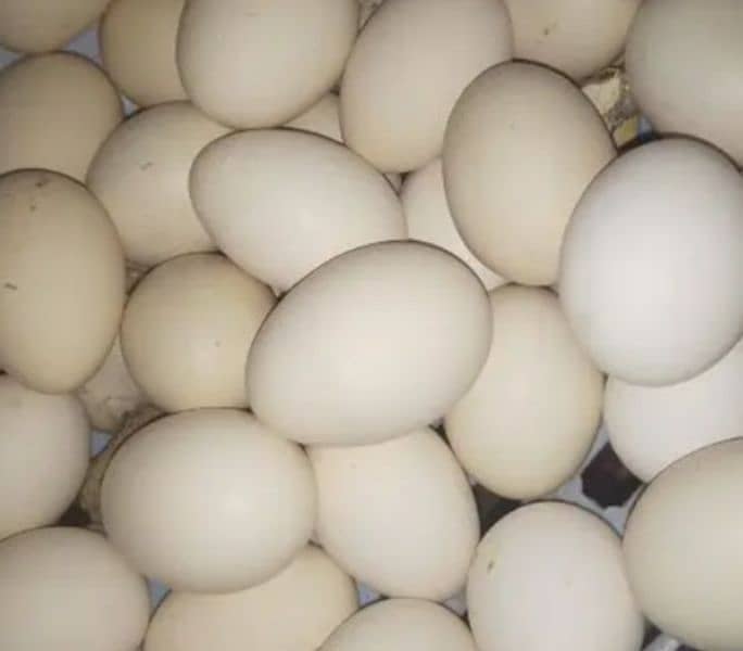 pure vaitnam Aseel eggs 0