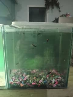 fish and small aquarium