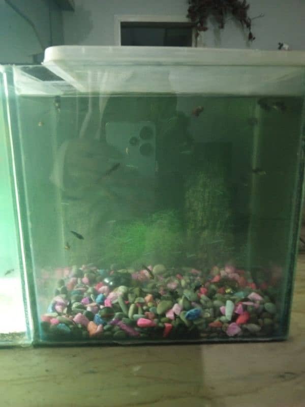 fish and small aquarium 2