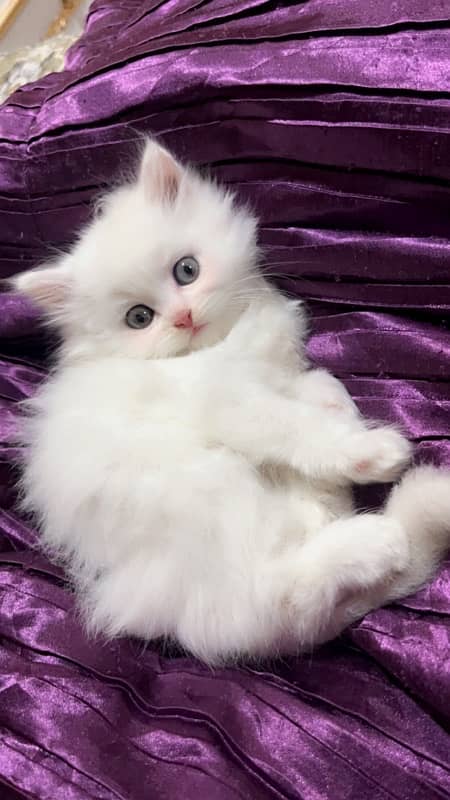 triple coated kitten in white 0