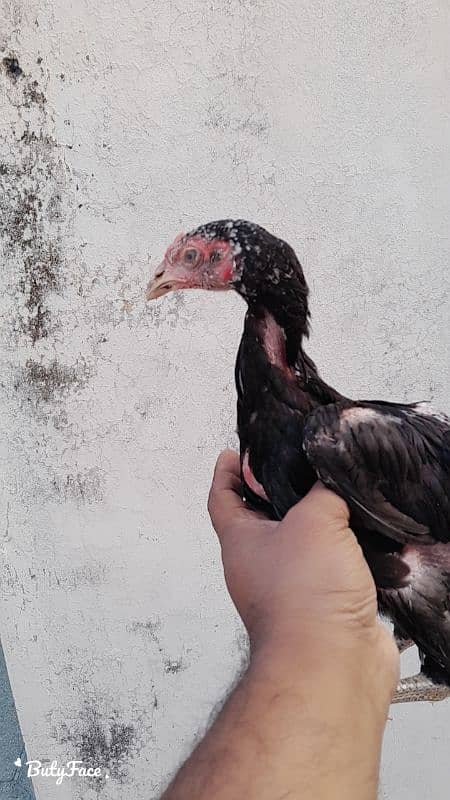 100%thai murgi for sale 2.5 month patha for sale 6month patha for sale 5