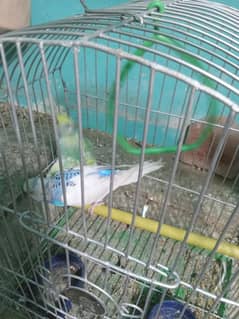 budgies breeder pair for sale