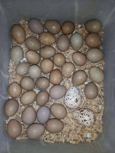 Button quail eggs 0