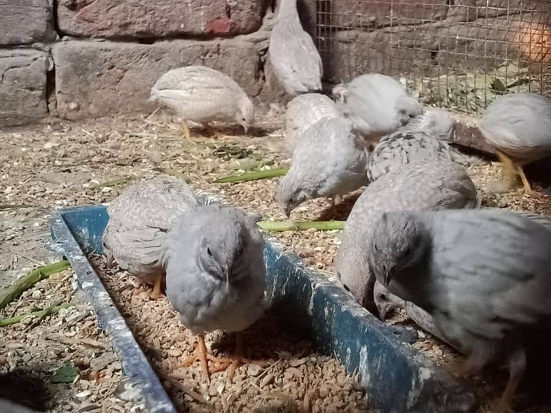 Button quail eggs 1