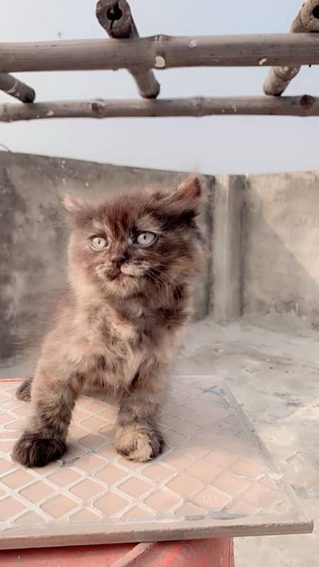 persian cat 0