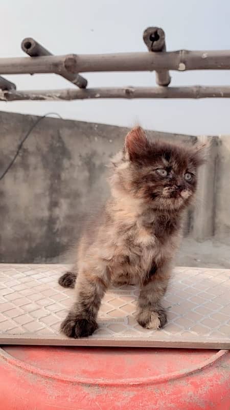 persian cat 1