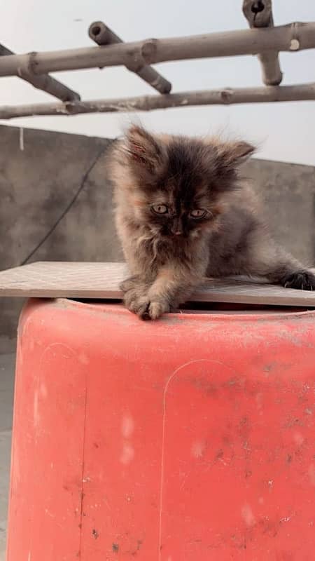 persian cat 5