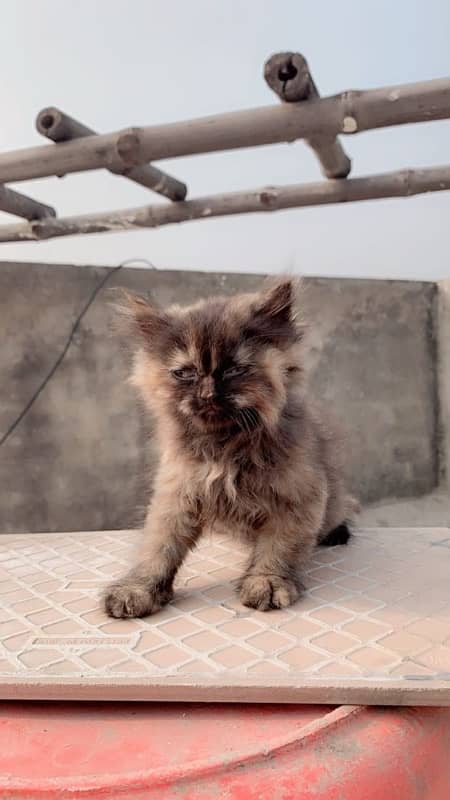 persian cat 7