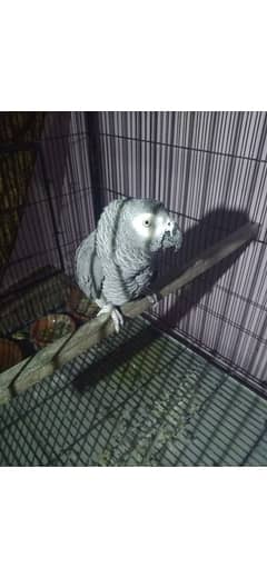 grey parrot