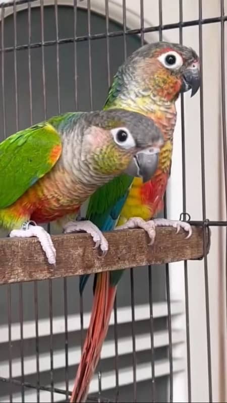 pineapple conure 0