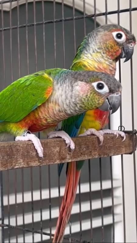 pineapple conure 1