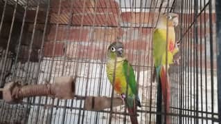 conure