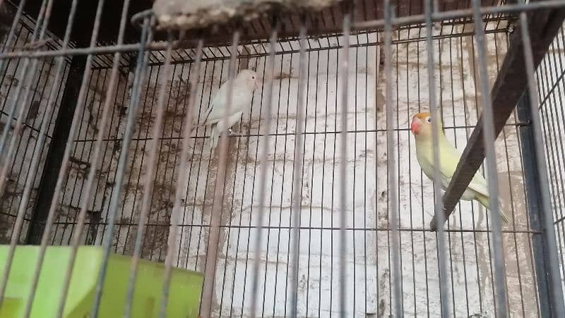 conure pair for sale 1