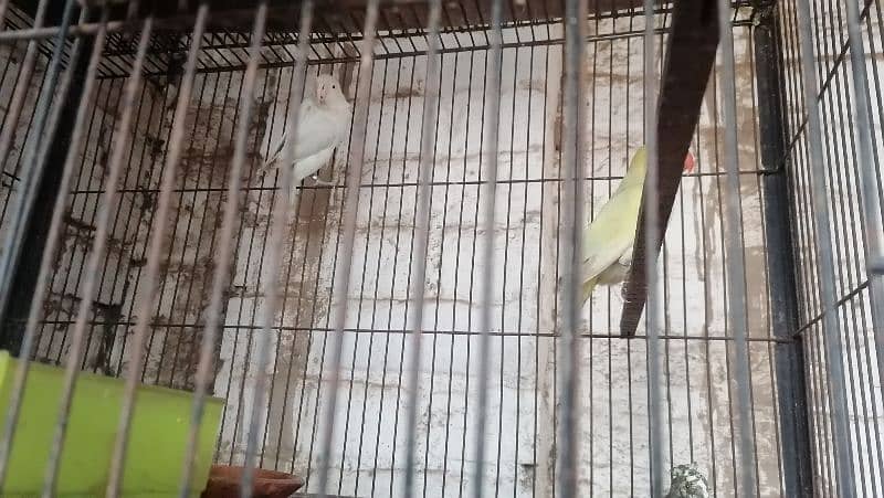 conure pair for sale 2