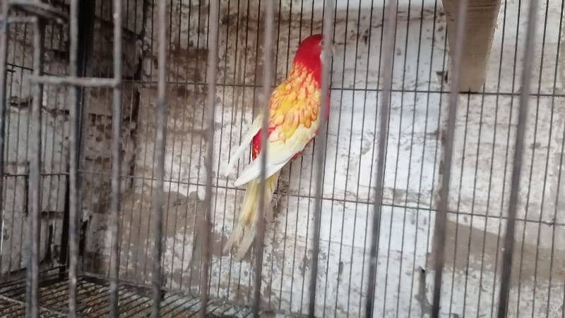 conure pair for sale 3