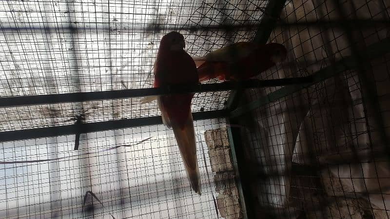 conure pair for sale 4