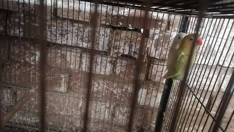 conure pair for sale 5