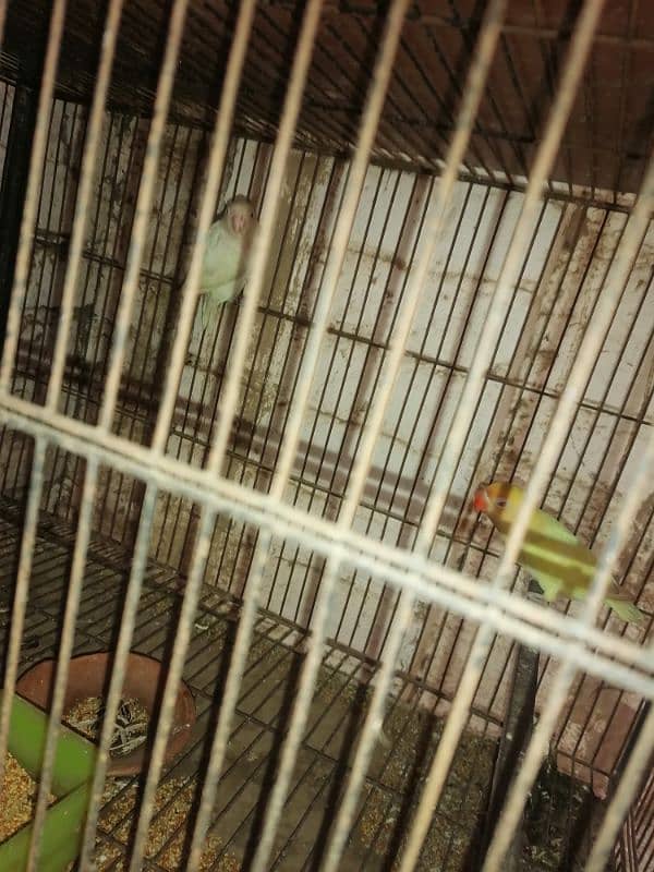 conure pair for sale 6