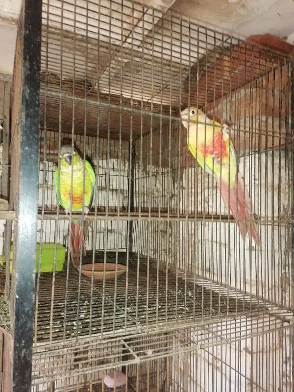 conure pair for sale 7