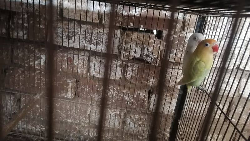 conure pair for sale 8