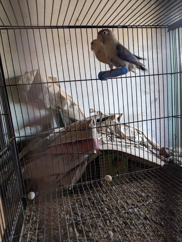 All birds 4 sale 12