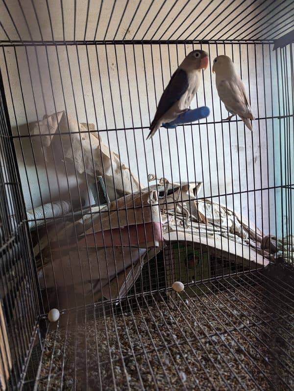 All birds 4 sale 13