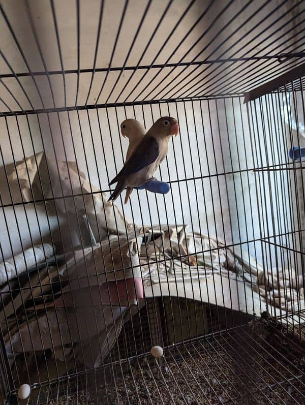 All birds 4 sale 15