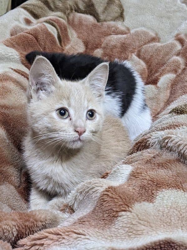 pair of kittens: The Ragdoll-Angora Duo 1