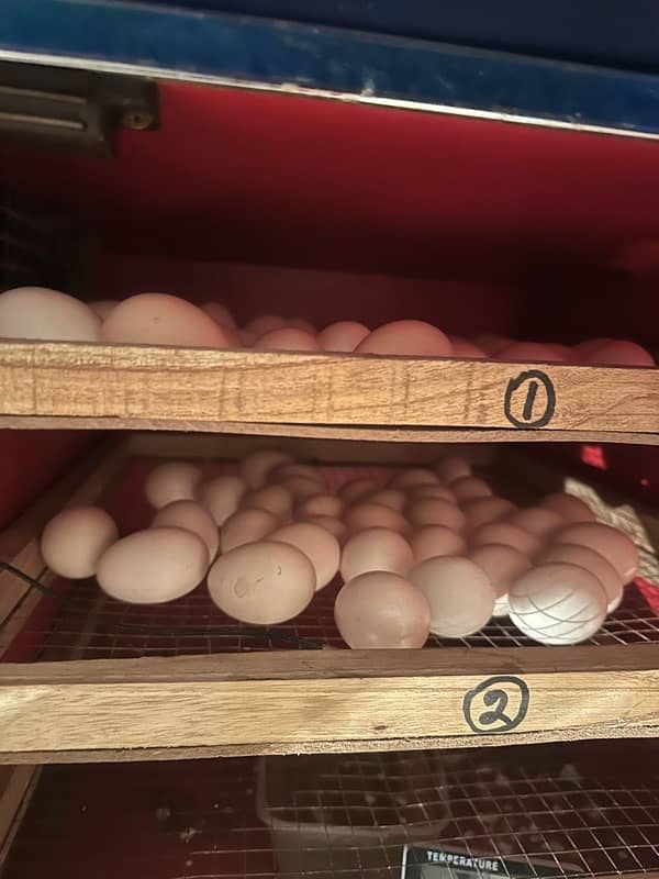 Lohamn Egg and female available 0