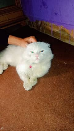 1 year female Persian cat