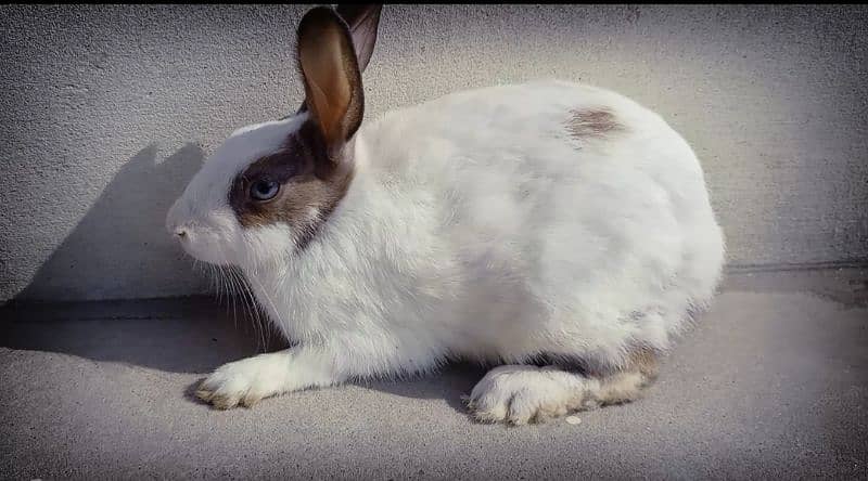 Desi Rabbit Male + Female 0