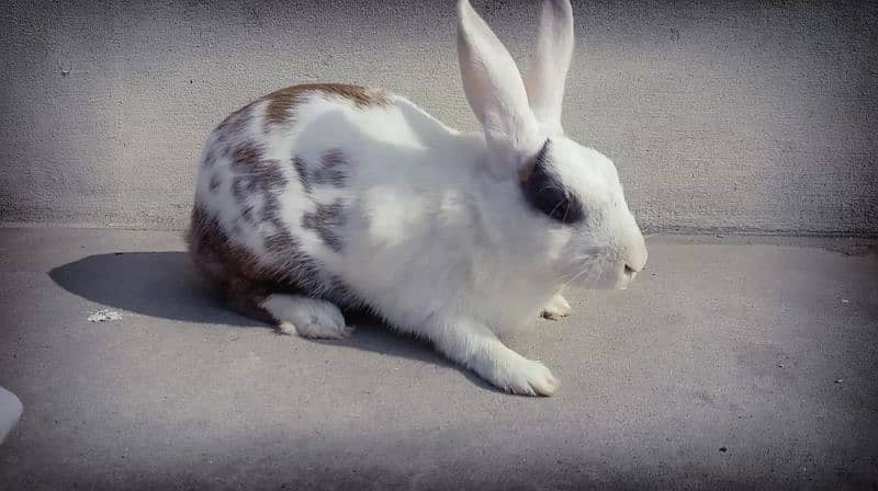 Desi Rabbit Male + Female 1