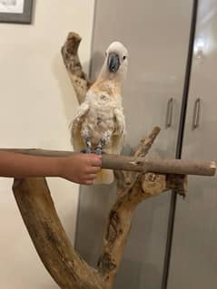 Moluccan Cockatoo - Urgent Sale