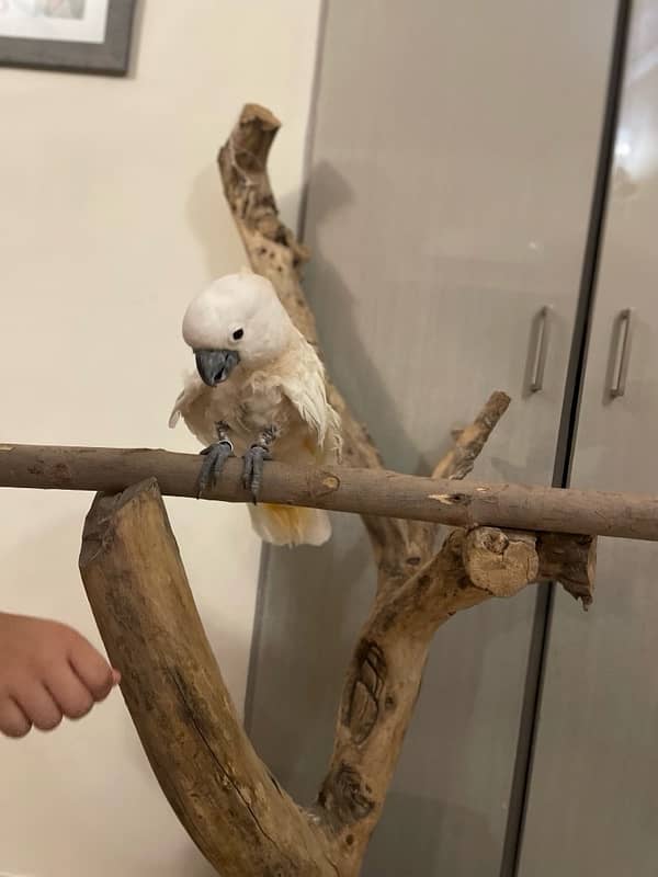 Moluccan Cockatoo - Urgent Sale 1