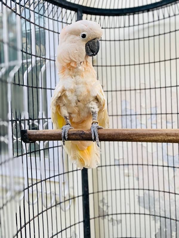 Moluccan Cockatoo - Urgent Sale 2