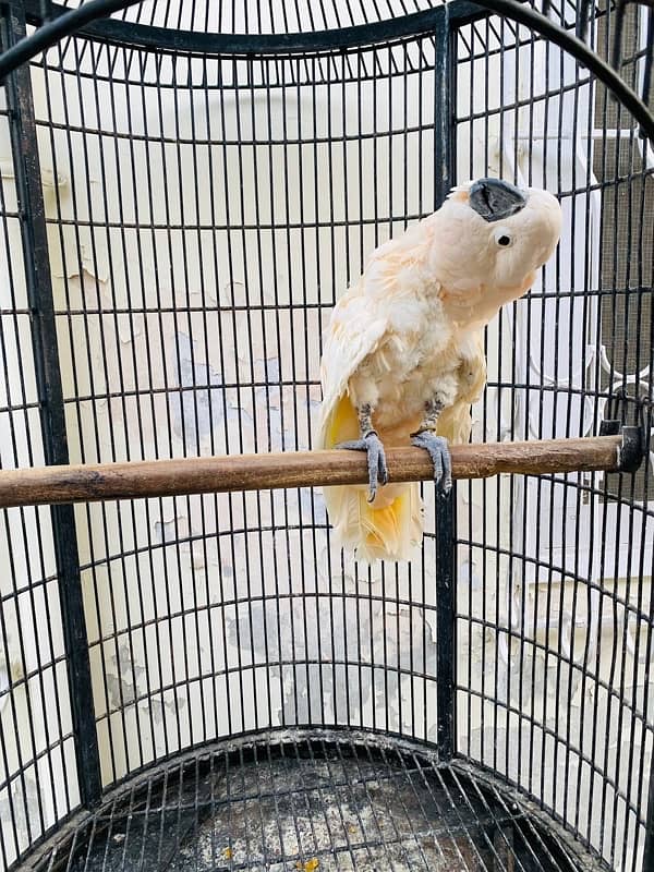 Moluccan Cockatoo - Urgent Sale 3