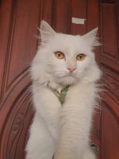 Persian tripple coated vaccinated kitten  03332540881