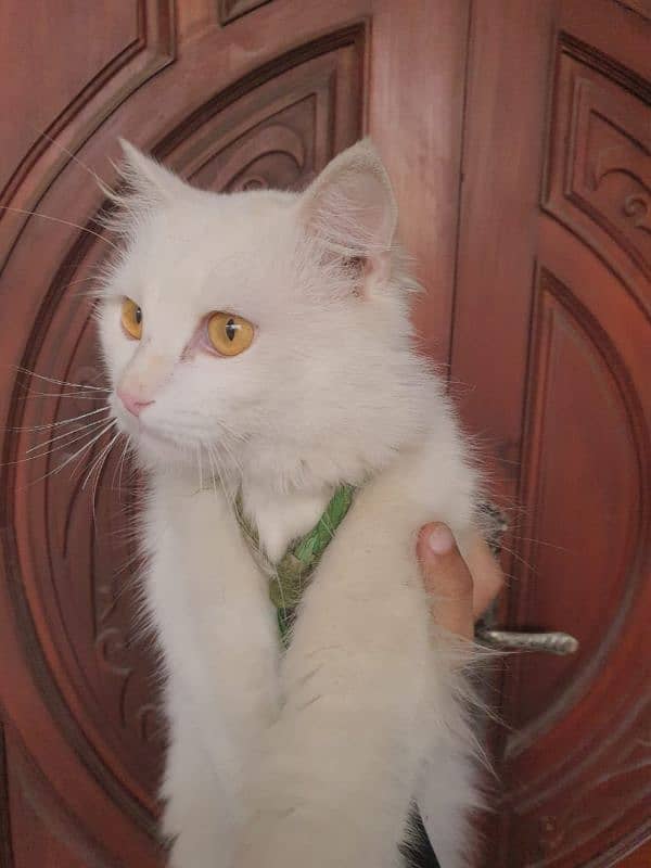 Persian tripple coated vaccinated kitten  03332540881 4