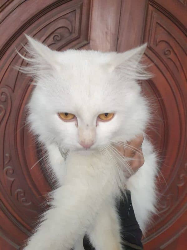 Persian tripple coated vaccinated kitten  03332540881 6