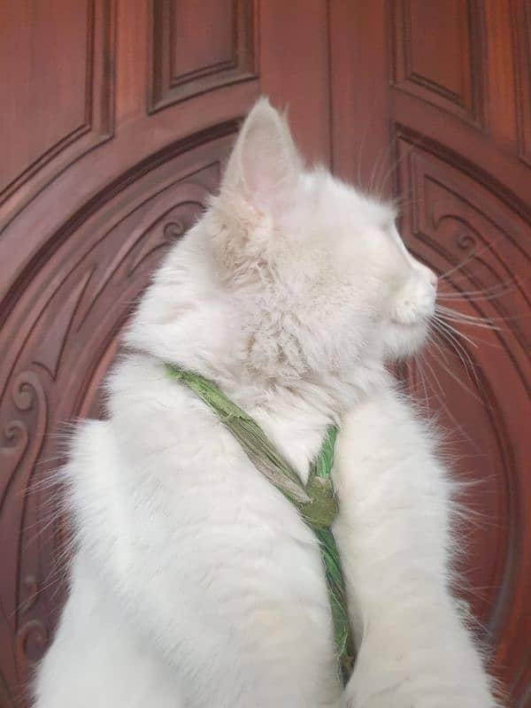 Persian tripple coated vaccinated kitten  03332540881 7