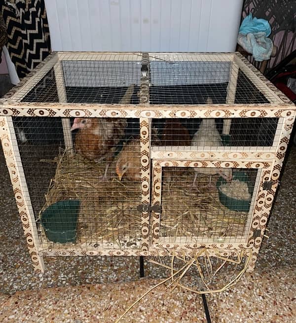 dasi chicks and cage for sale 0