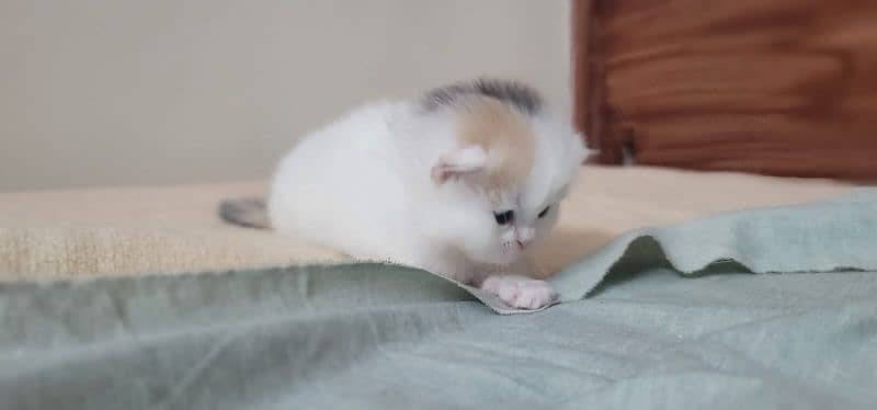 Persian kittens for sale 1